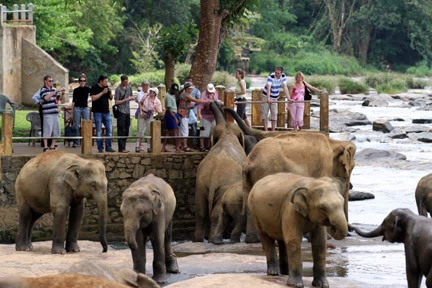 sri lanka _pinnawala_Elephants_wowtovisit_elephants orphanage