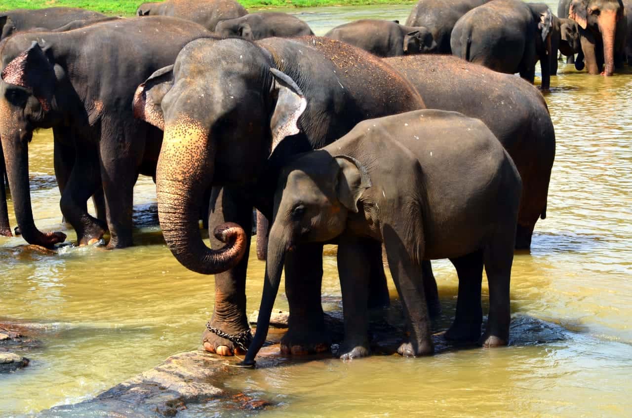 pinnawala_Elephants_wowtovisit_elephants orphanage
