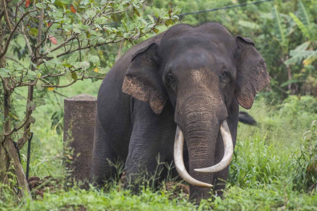 sri lankan elephant_elephant in sri lanka _sri lanka elephant