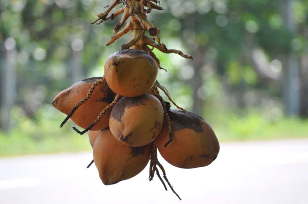 Health Benefits of 7 Unique Fruits_king coconut