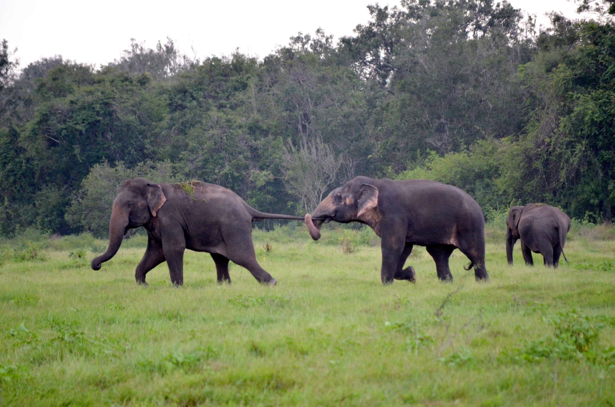 Sri Lankan Elephant-The Pearl Of Sri Lanka - Wowtovisit