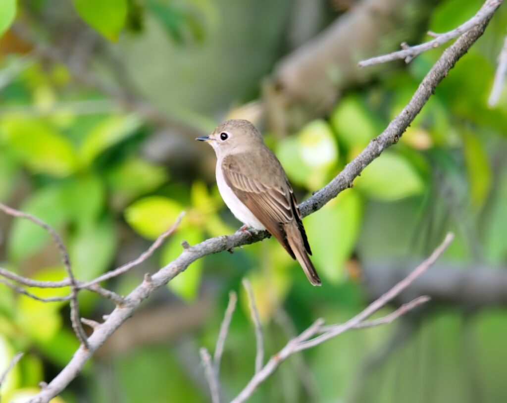 Asian brown flycatcher_sri lankan birds_birds in sri lanka