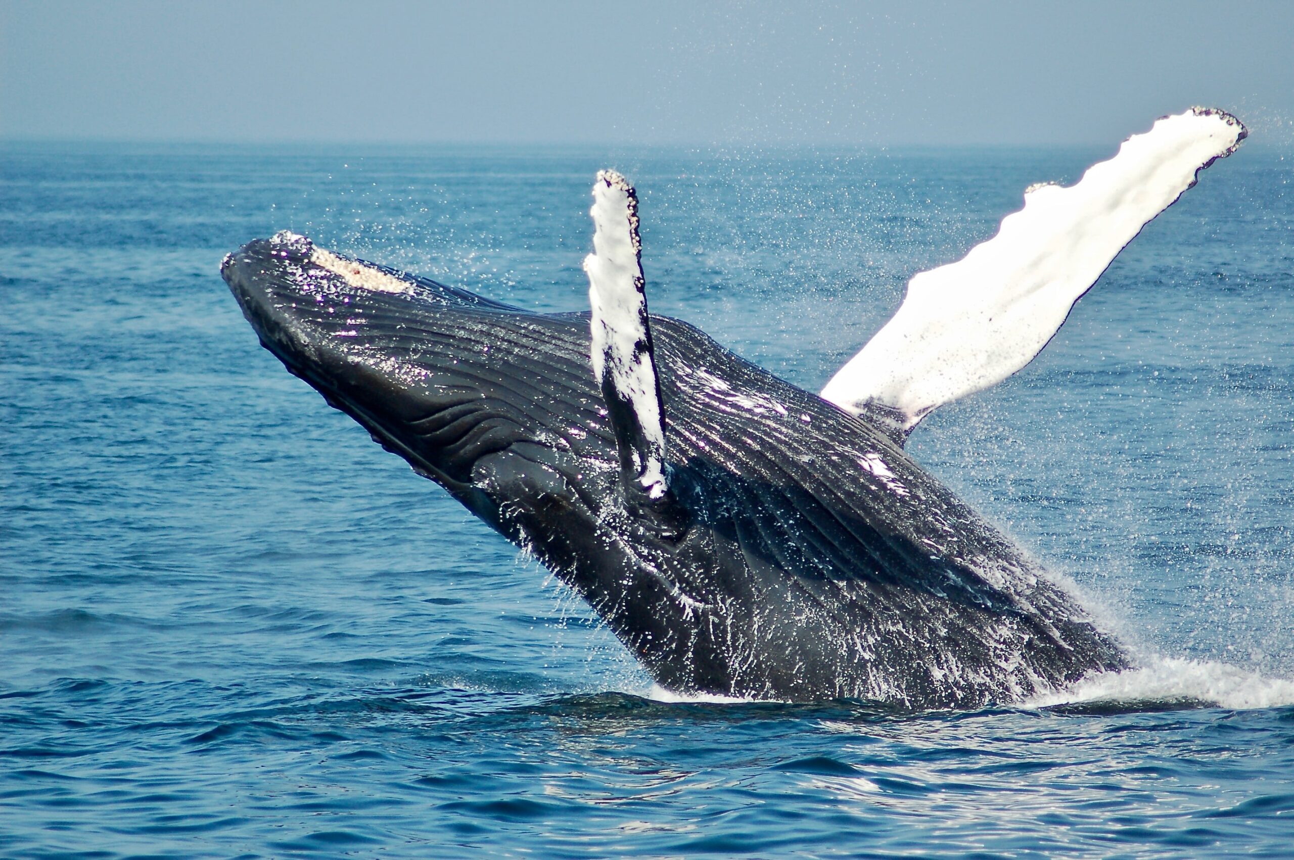 Types, Behavior, And Characteristics Of Whales: Meet The Largest Animal On  The Planet! - Wowtovisit