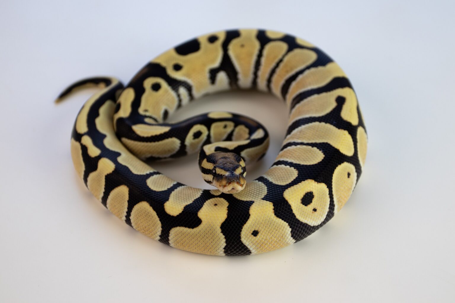 Ball Python Characteristics, Behavior And Habitat Wowtovisit