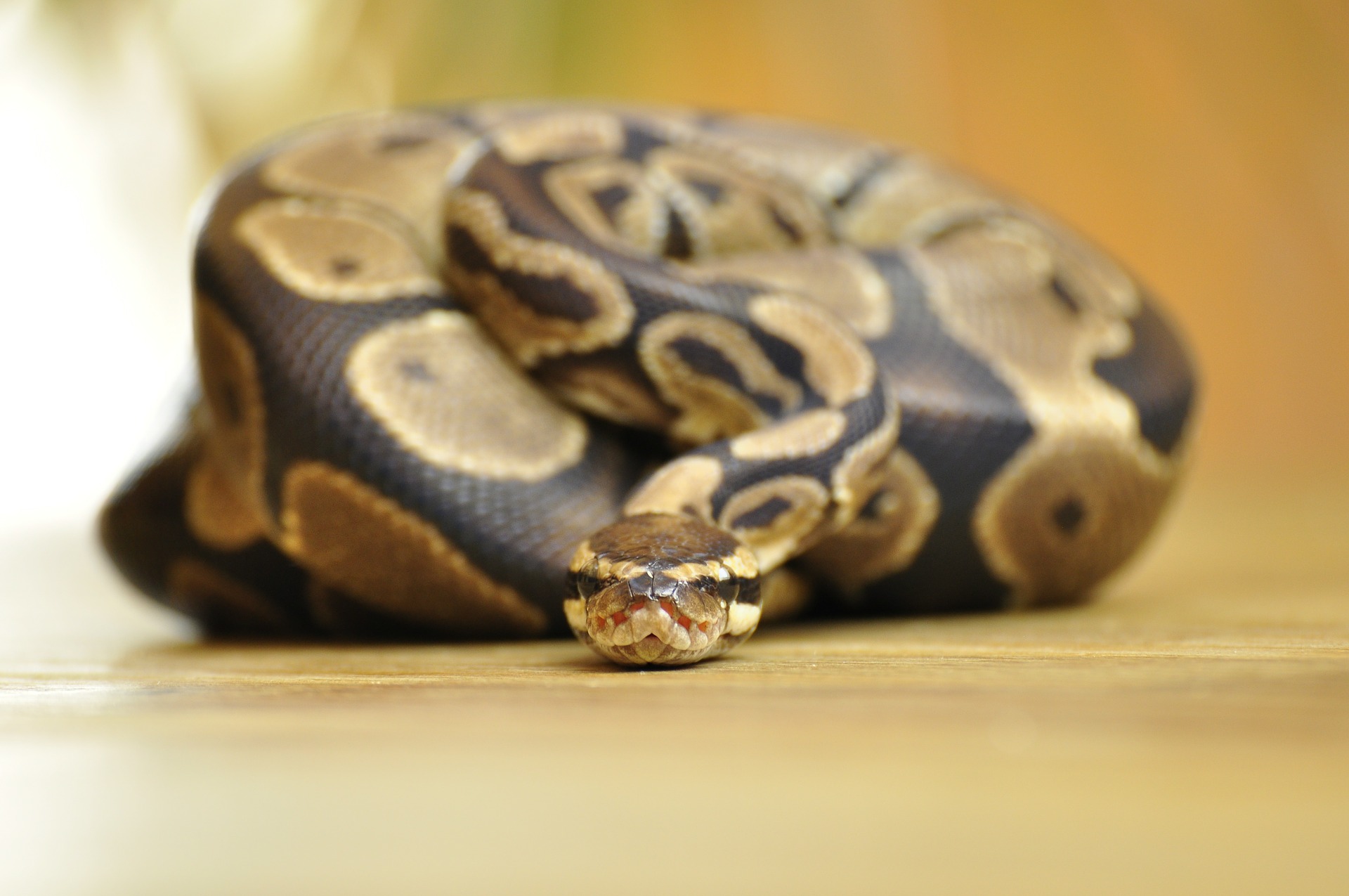 Ball Python Characteristics, Behavior And Habitat Wowtovisit