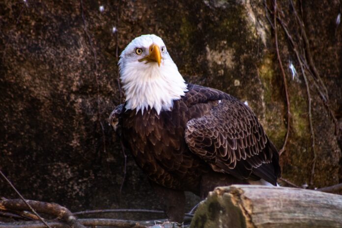 Characteristics Of The Eagle, Its Habitat, And Majestic World - Wowtovisit