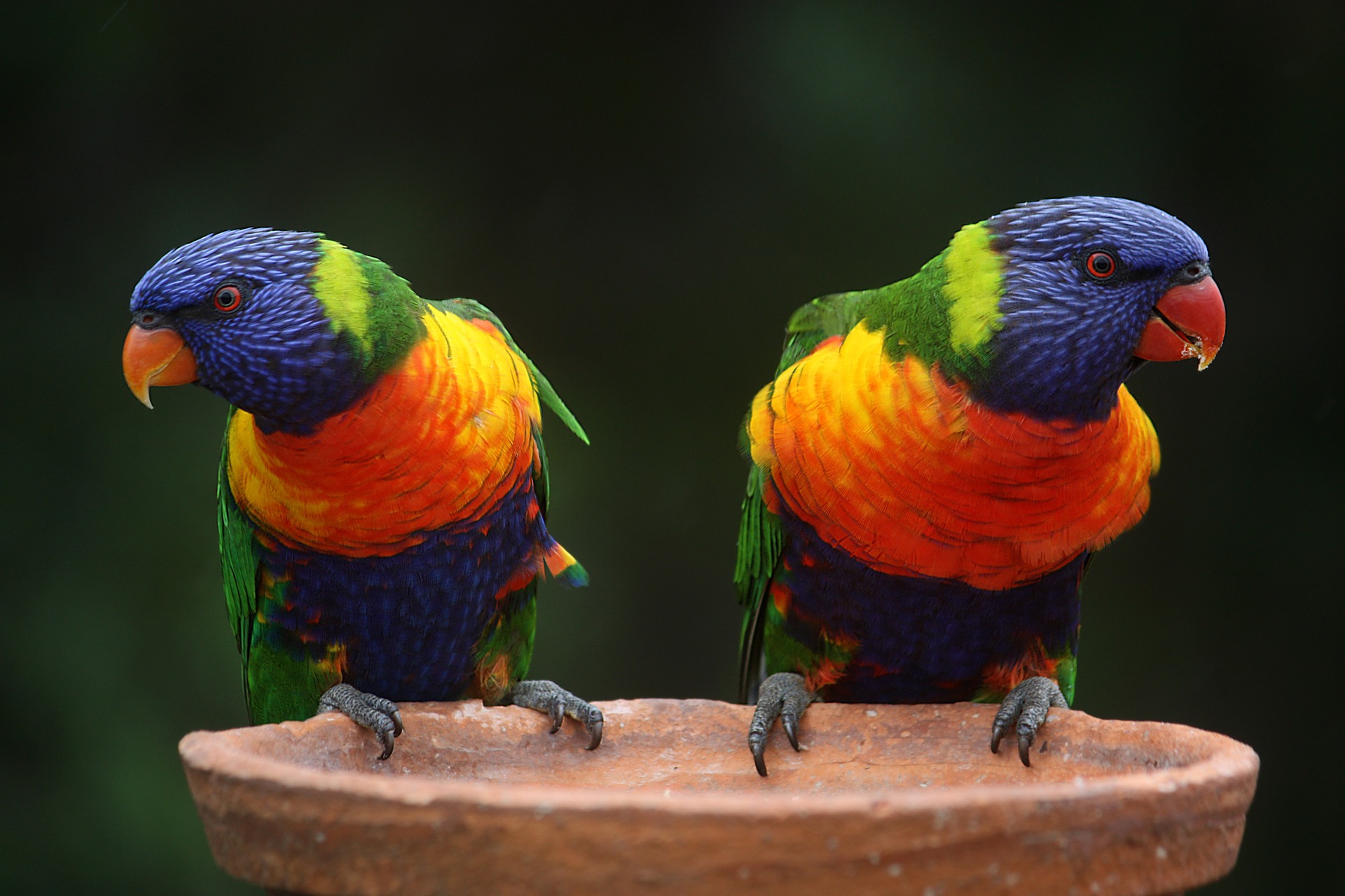 rainbow lorikeets 686100 1920