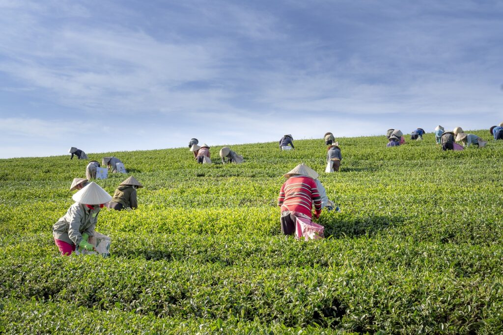 Tea plantation in sri lanka