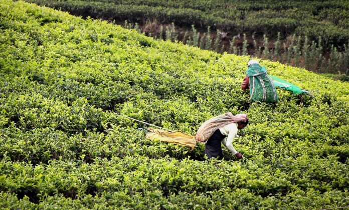 Exploring the Tea Plantations in Sri Lanka: A Journey Through Lush Landscapes