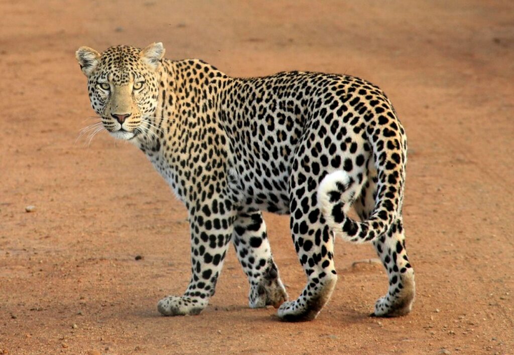Leopard_photography spots in sri lanka