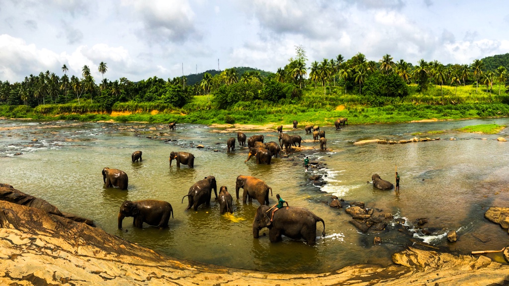 Sri Lankan Elephant Population
