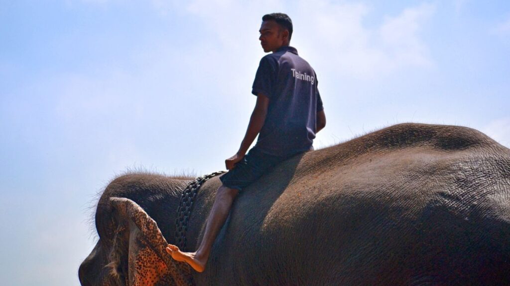 Elephant ride_sigiriya_sri lanka