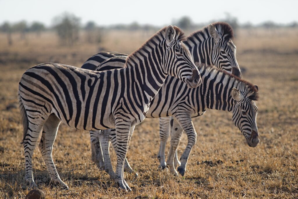 serengeti_national park