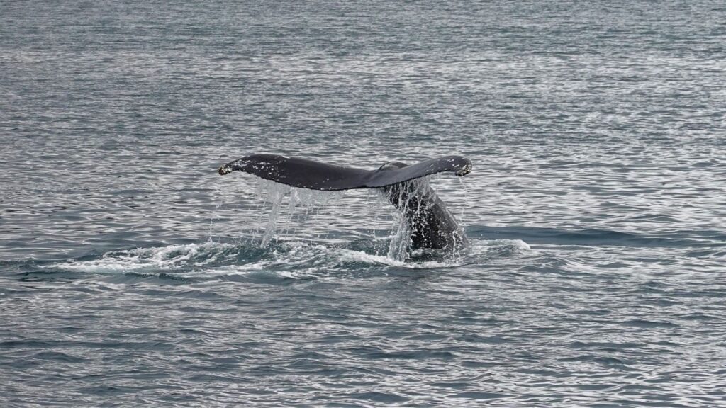 whale_watching_galle_srilanka