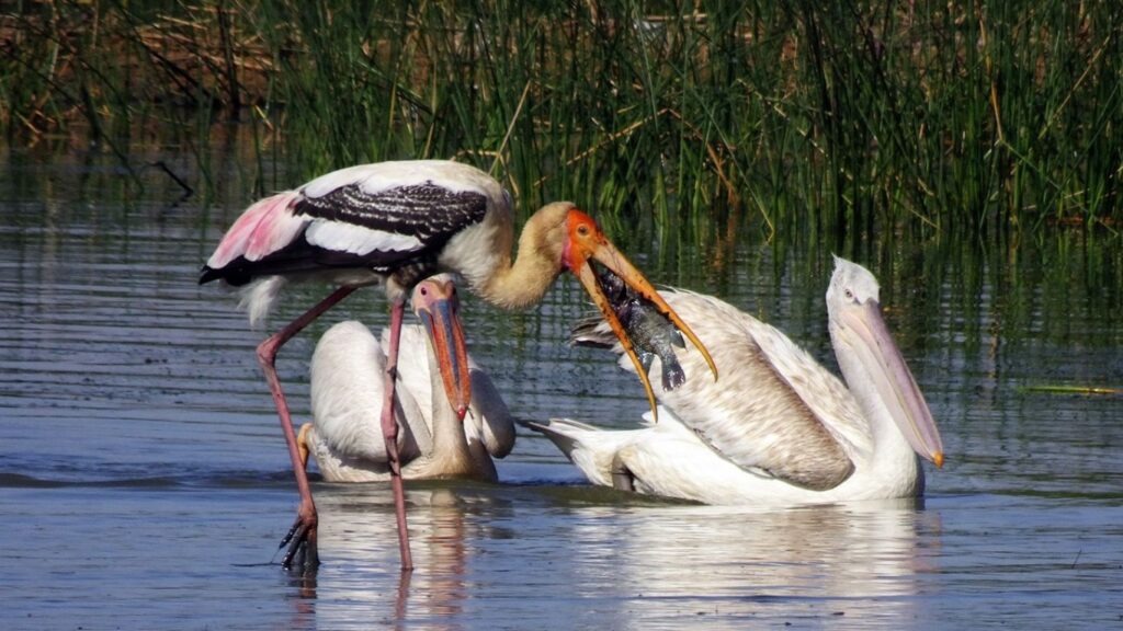 Keoladeo Ghana National Park_national parks in india