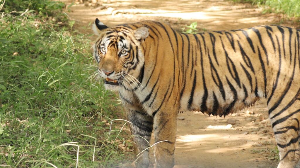 The Great Indian Wildlife