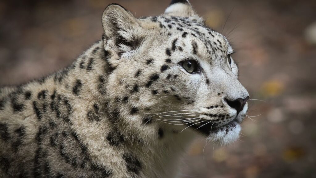 Hemis National Park_indian national parks