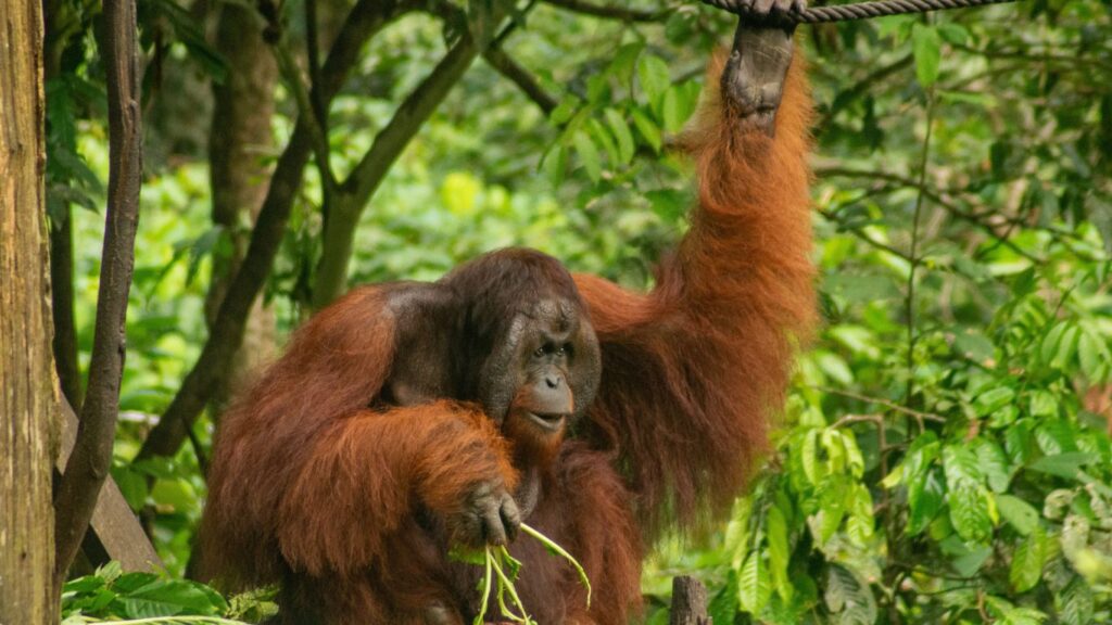 Borneo Malaysia An Orangutan Haven